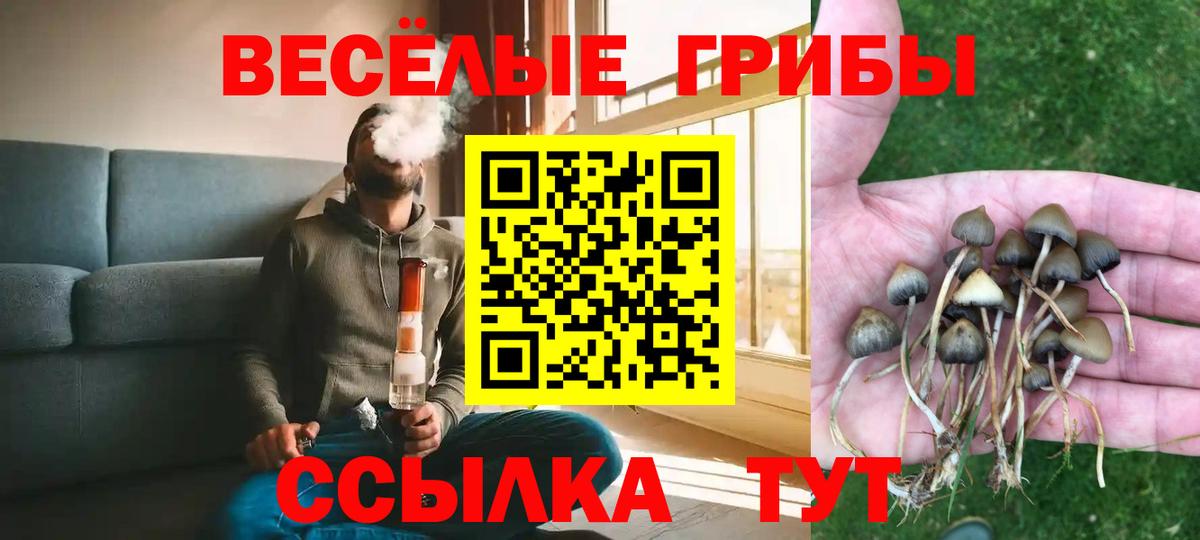 Псилоцибиновые грибы Psilocybe Владикавказ